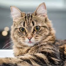 CAT CAT UNIVERSE